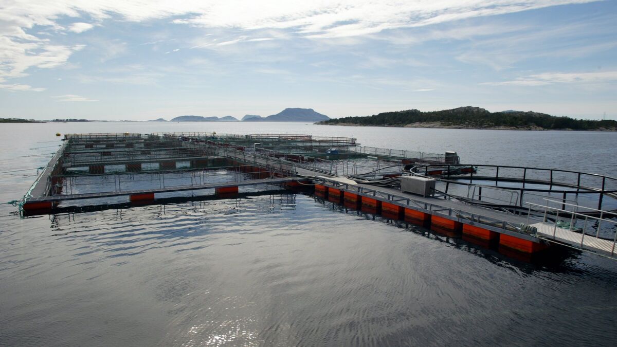 Swedish-farmed rainbow trout enters ICA stores this fall, drawing criticism from WWF