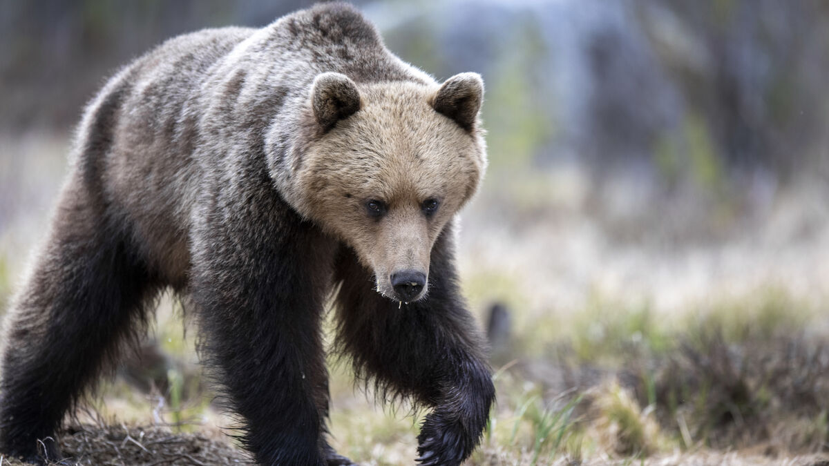 Bear attack in Hälsingland - man says bear flew at him