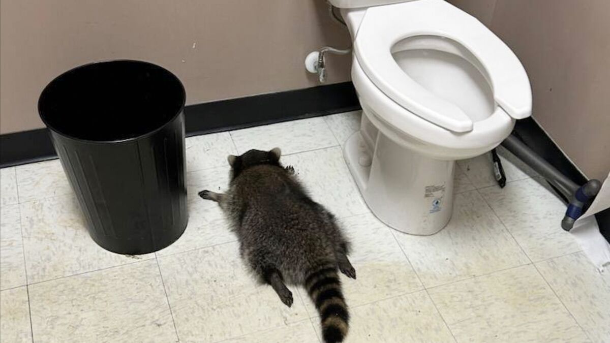 Raccoon took one sprinkler too