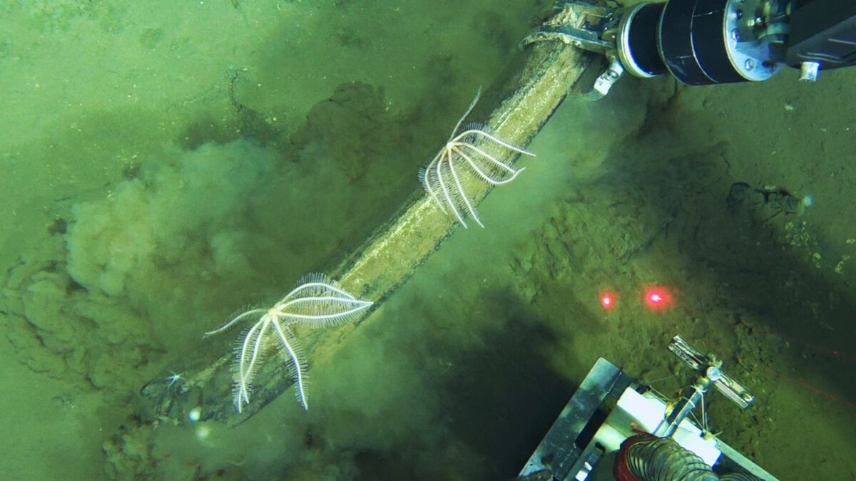 The find: World's largest deep-sea