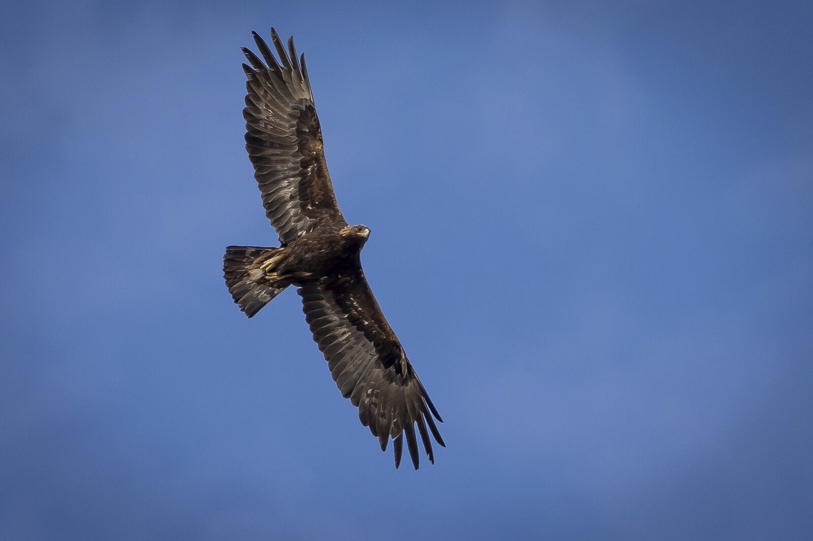 The Golden Eagle Spreads: "Incredibly Fun"