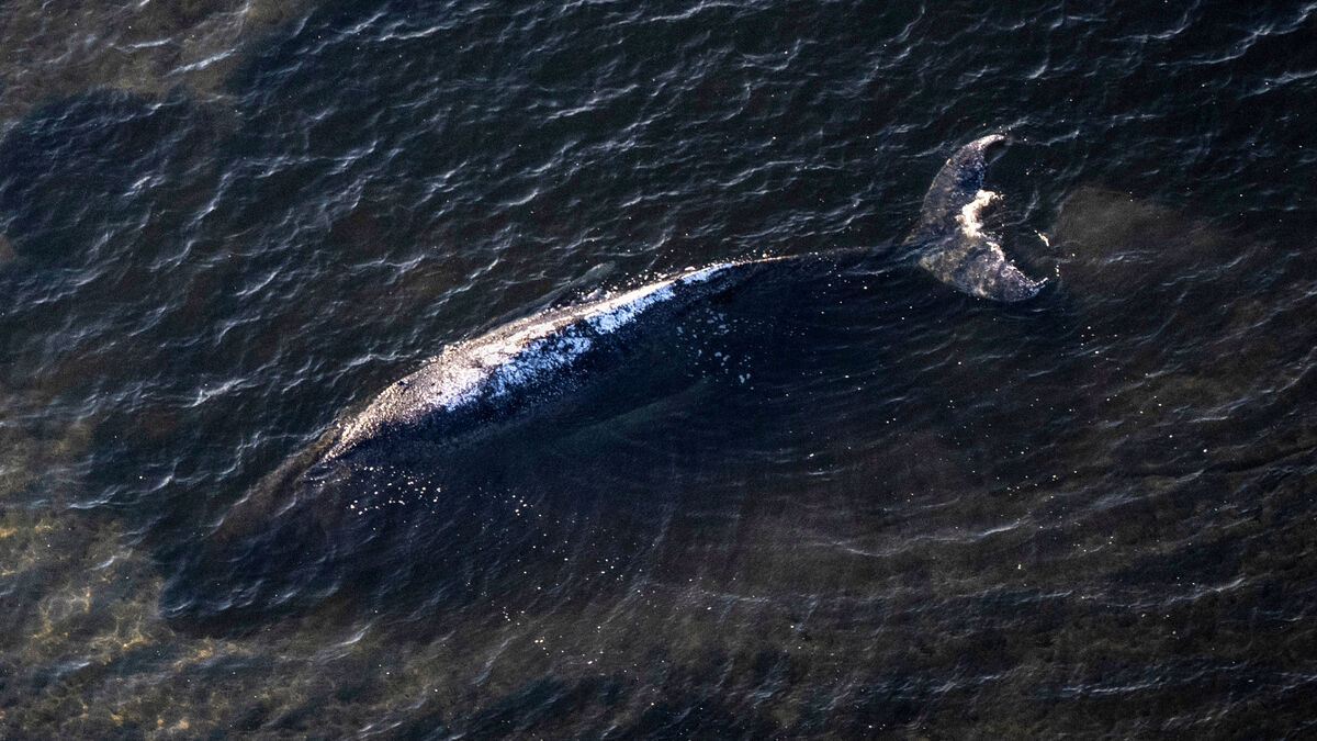 Dead stranded whale off the Danish island of Anholt could be Timmy