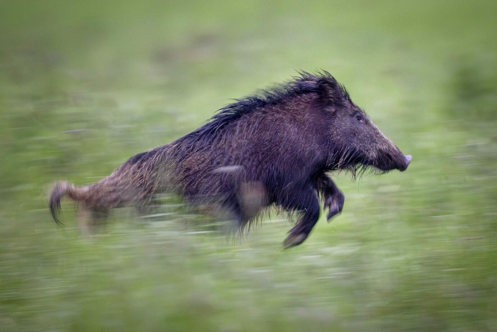 Hunters can now sell wild boar to private individuals | Sweden Herald