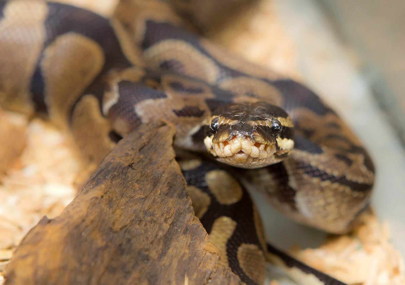Third Python Discovered in Varberg