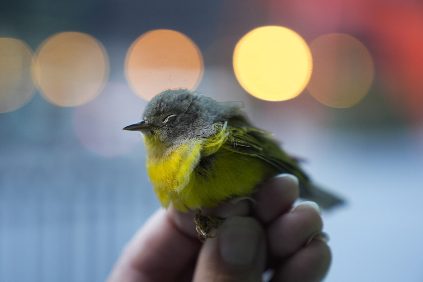 Building's Bird Deaths Drop 95% After Window Pattern Change