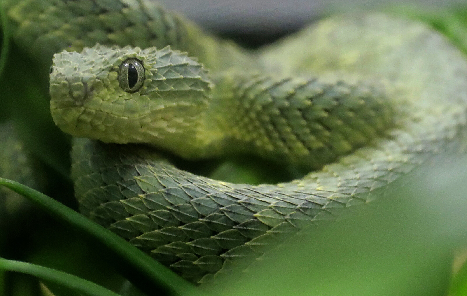 

Snakebite kills every sixth minute