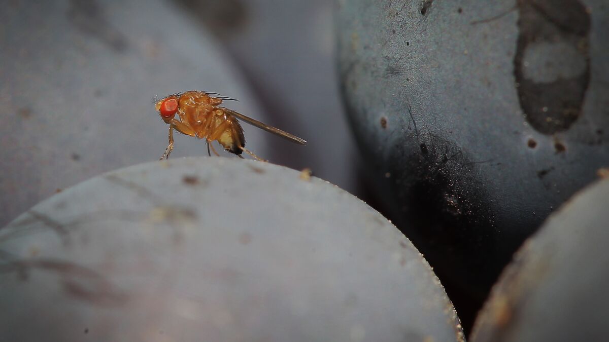 Mysterious fruit fly began eating meat, scientists trace the change using a museum specimen