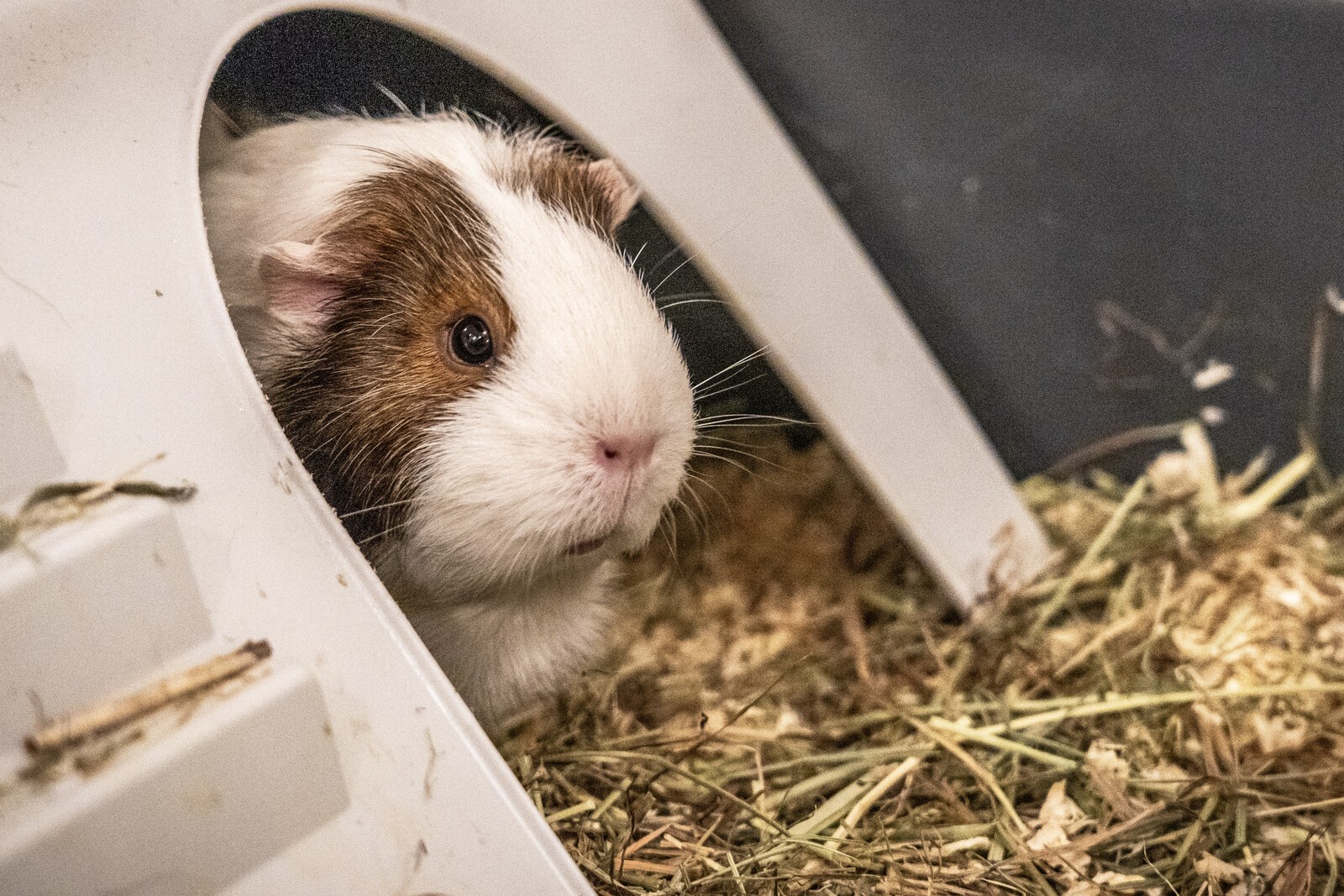 Swedish Authorities Demand Companion for Solitary Guinea Pig in Eslöv