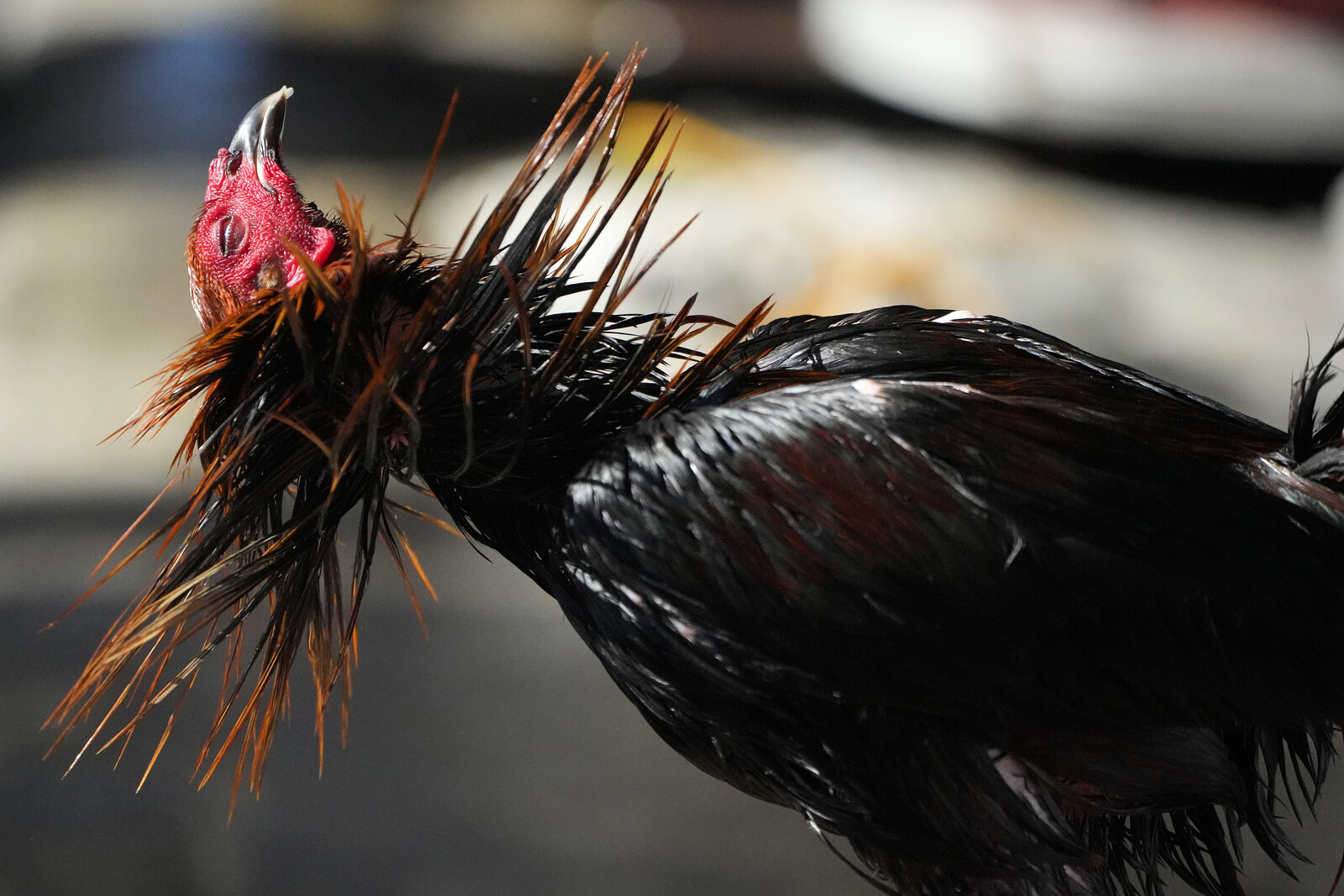 Philippines Cockfighting Enthusiasts Vanish; Lake