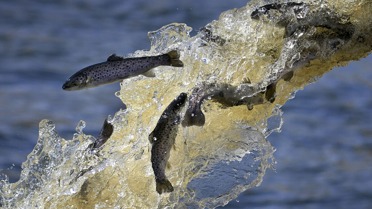 Swedish aquaculture value rises as oysters, fry and roe grow