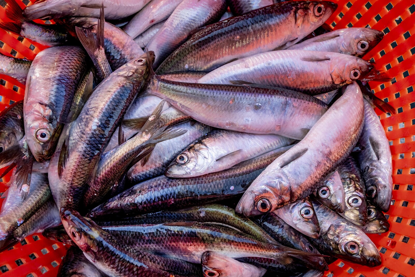 How to Enjoy Herring Sustainably Despite WWF Red-Listing