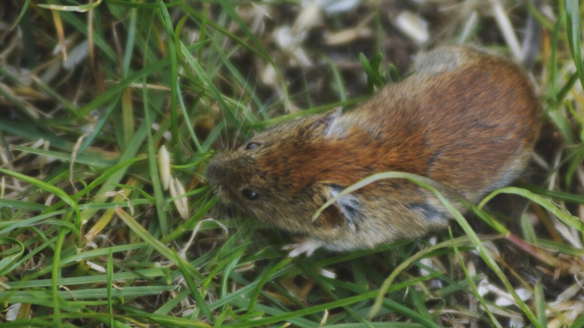 Extreme levels of PFAS in voles: "liver damage"