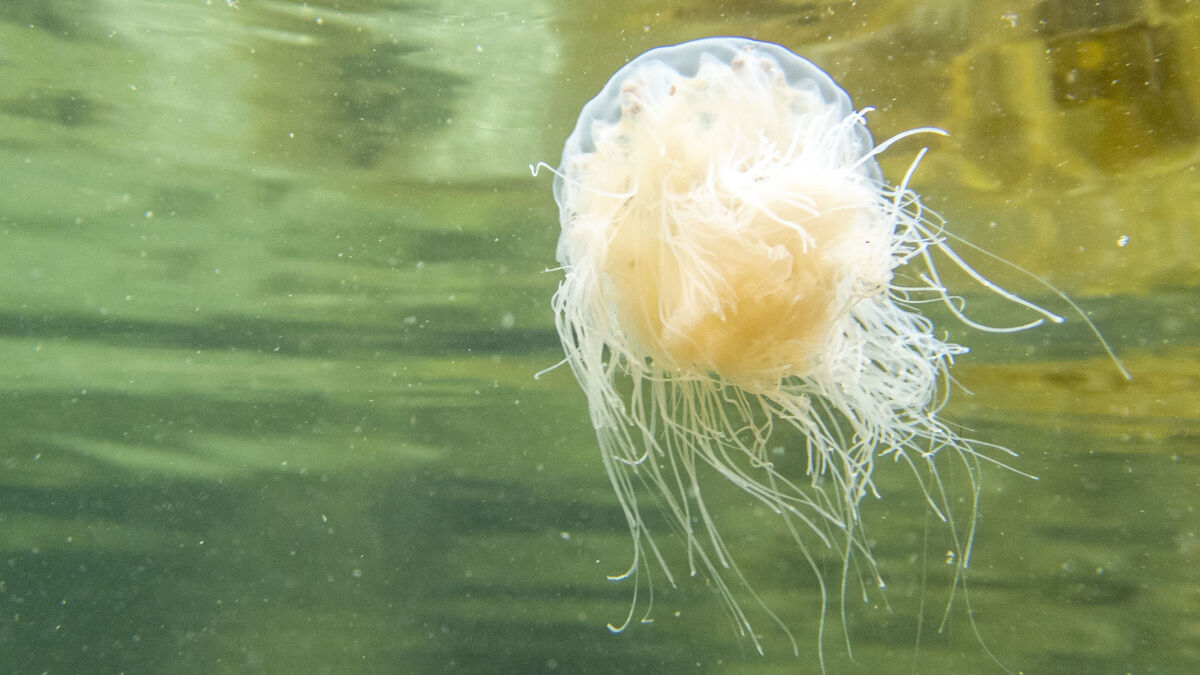 Stinging jellyfish are increasing in