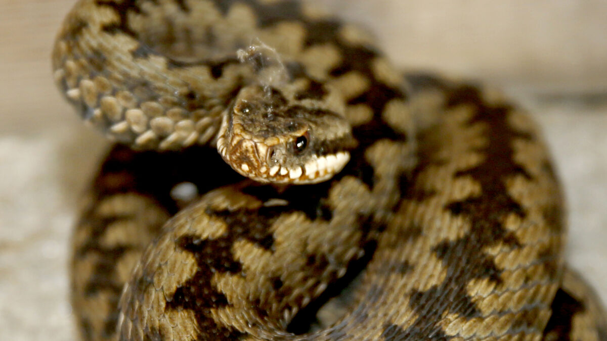 Swedish Veterinary Institute asks public to report sick and dead snakes