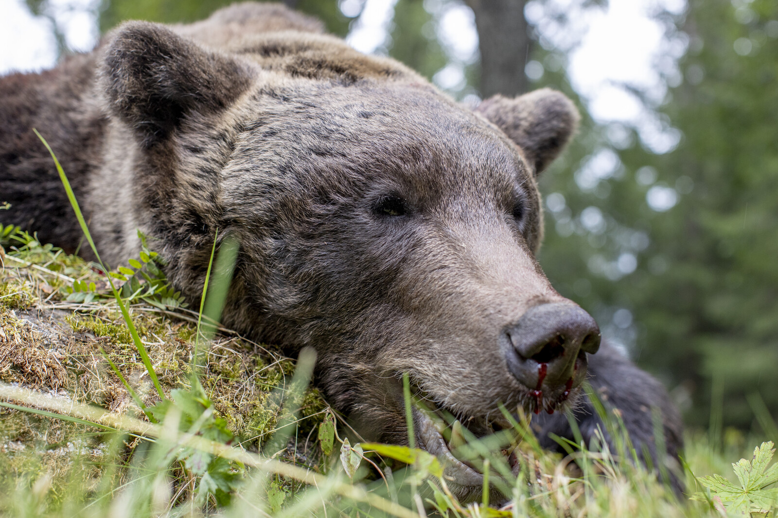 Over 100 Bears Shot on First Day of Swedish Bear Hunt
