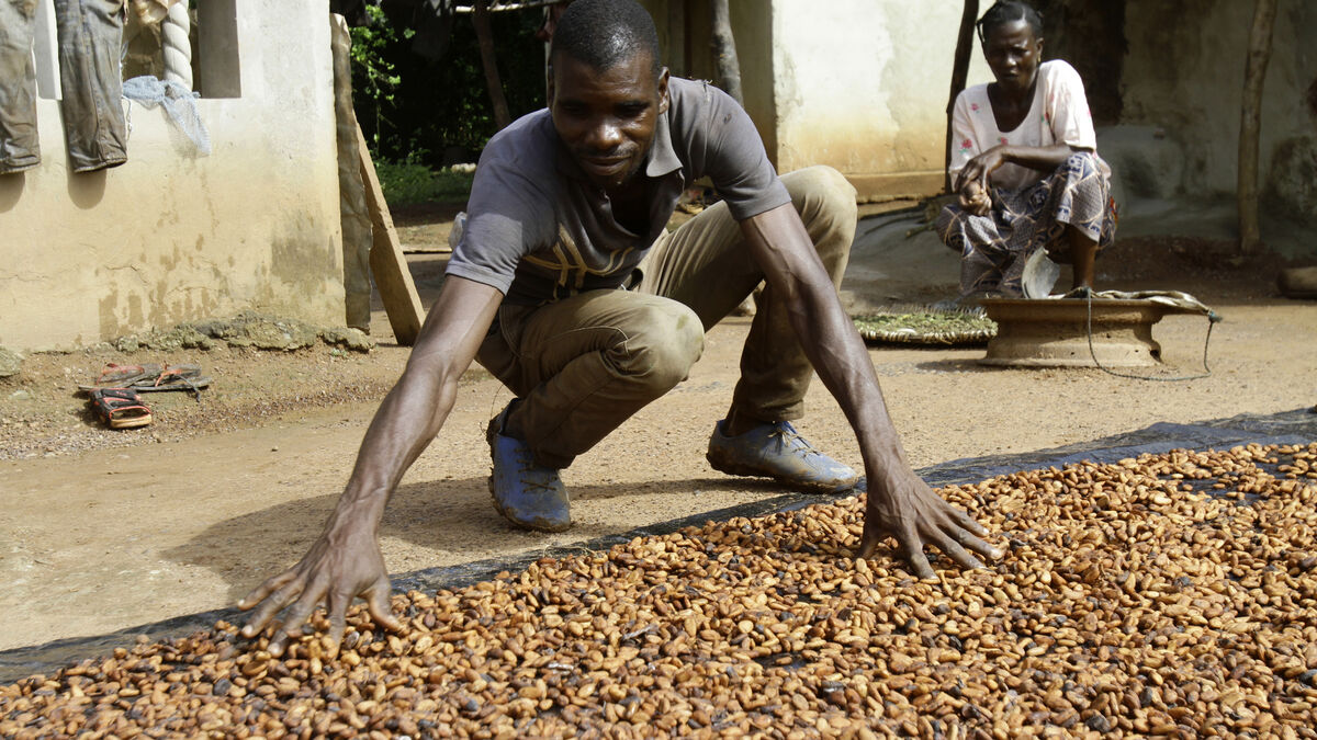Cocoa prices are plummeting but