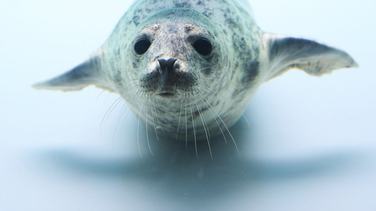 Why seals can hear in