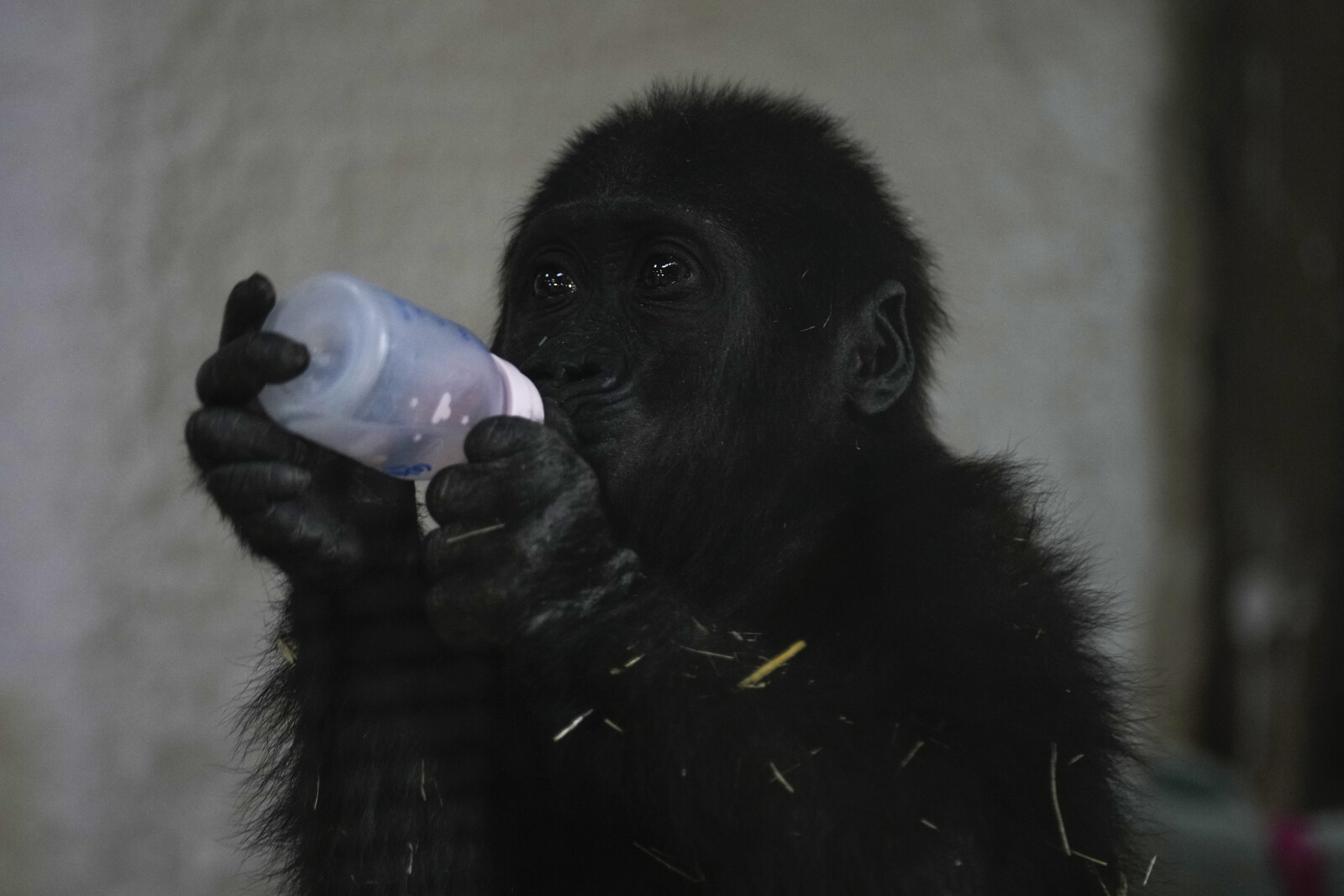 Gorilla Baby Found in Airplane