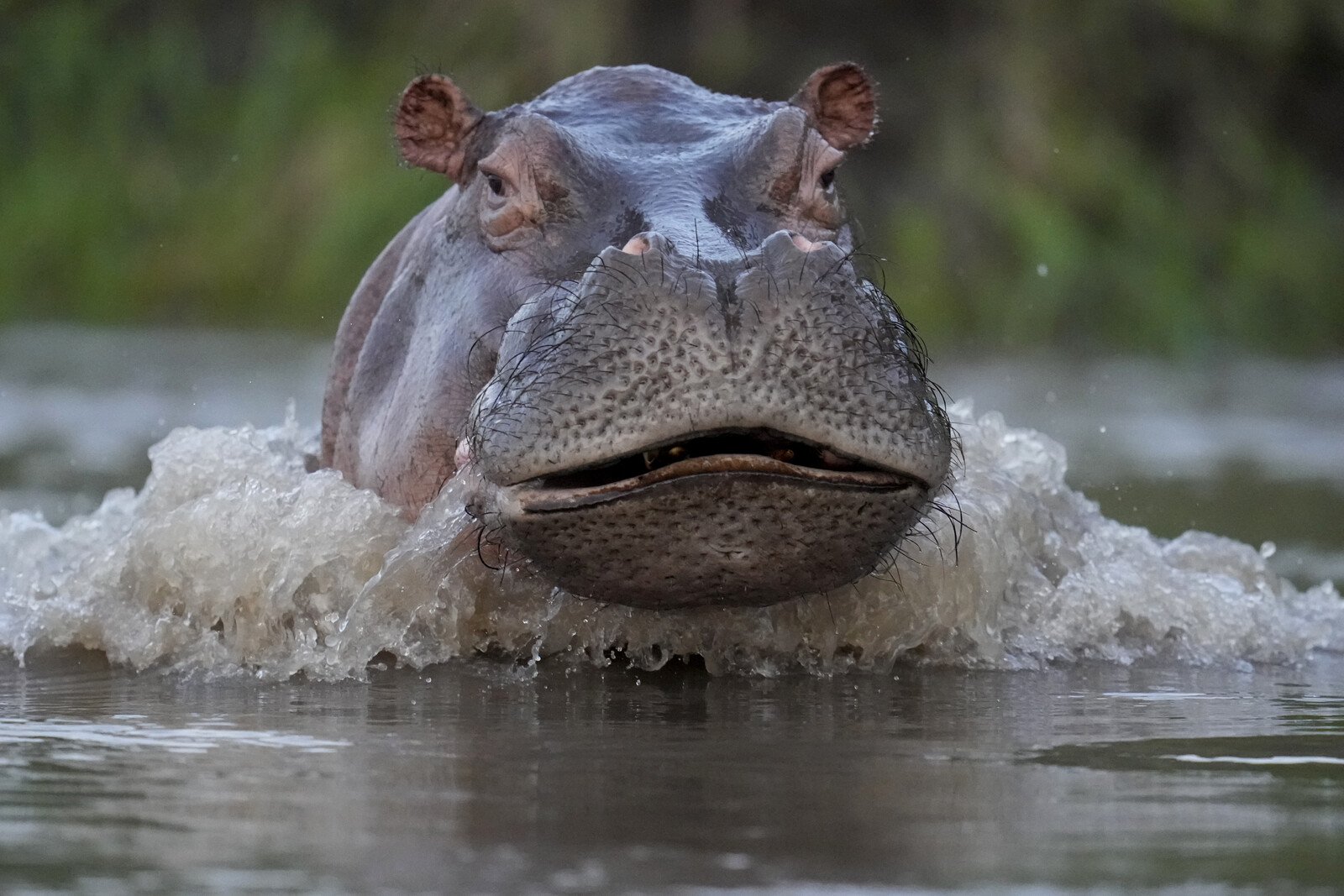 Hippopotamus Capsizes Boat in Ivory