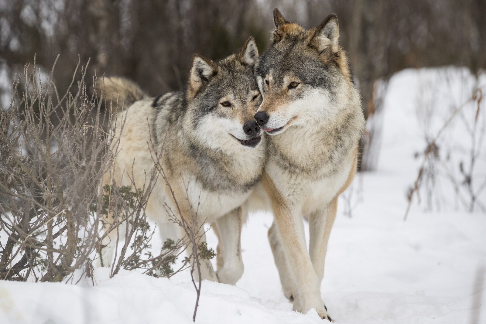 A record number of wolves were shot in self-defense last year