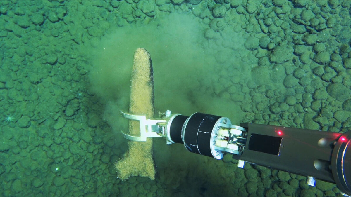 Whale carcasses create ecosystems on