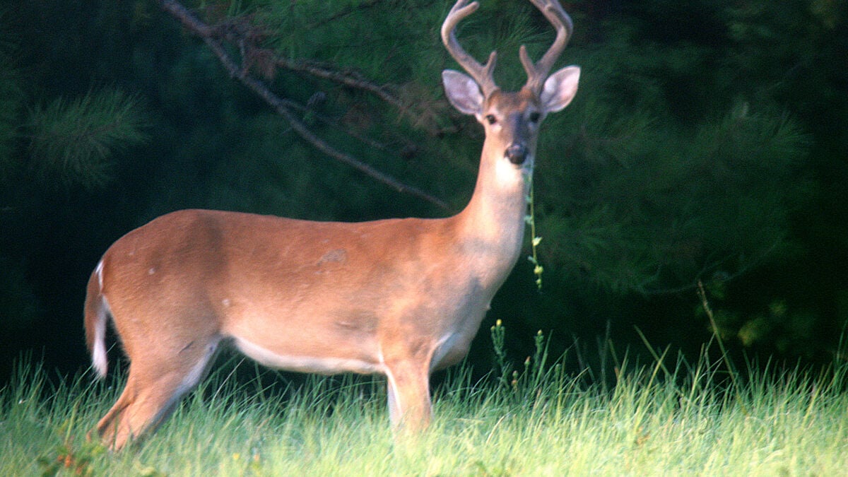 Wild deer and elk emit millions of tons of methane, study says