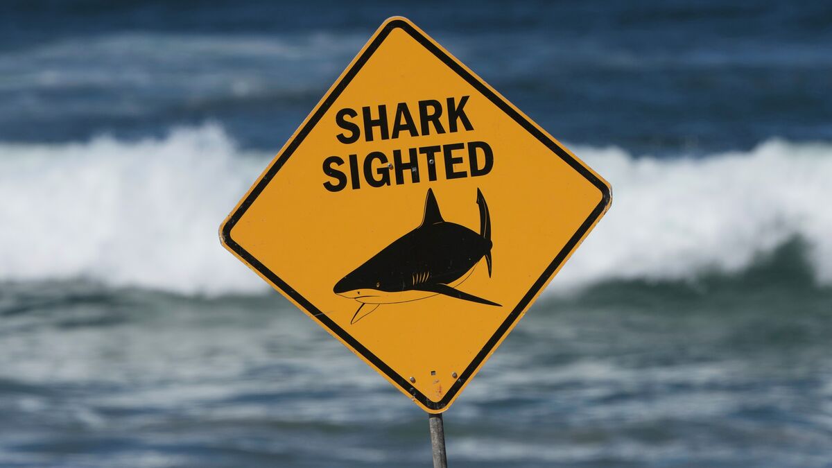 Diver killed in new shark