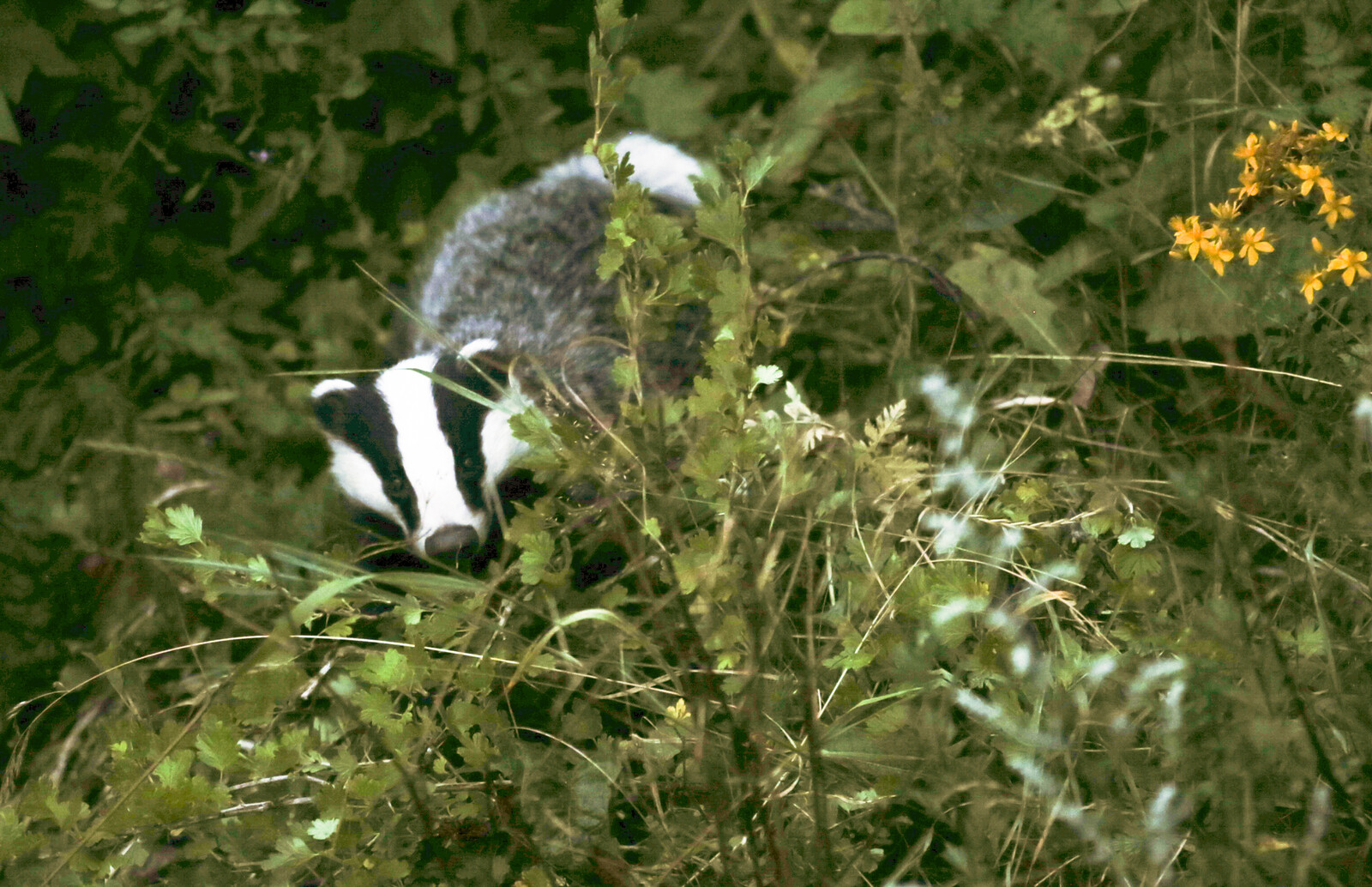 Defence Forces Denied Permission to Shoot Badgers in Skövde