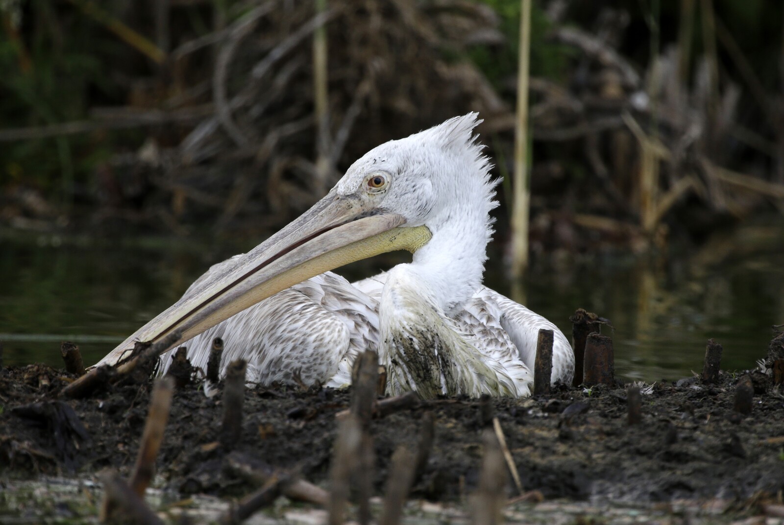Dalmatian Pelican Spotted in Sweden