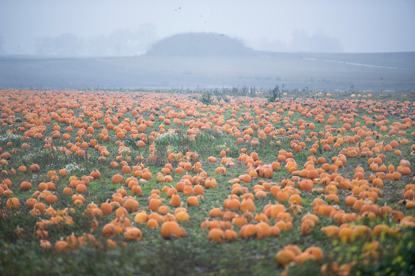 Before Halloween – 2,000 tons