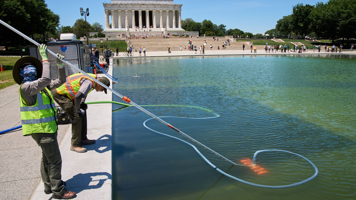 Trump's patriotic pond at the Lincoln Memorial full of green algae soup