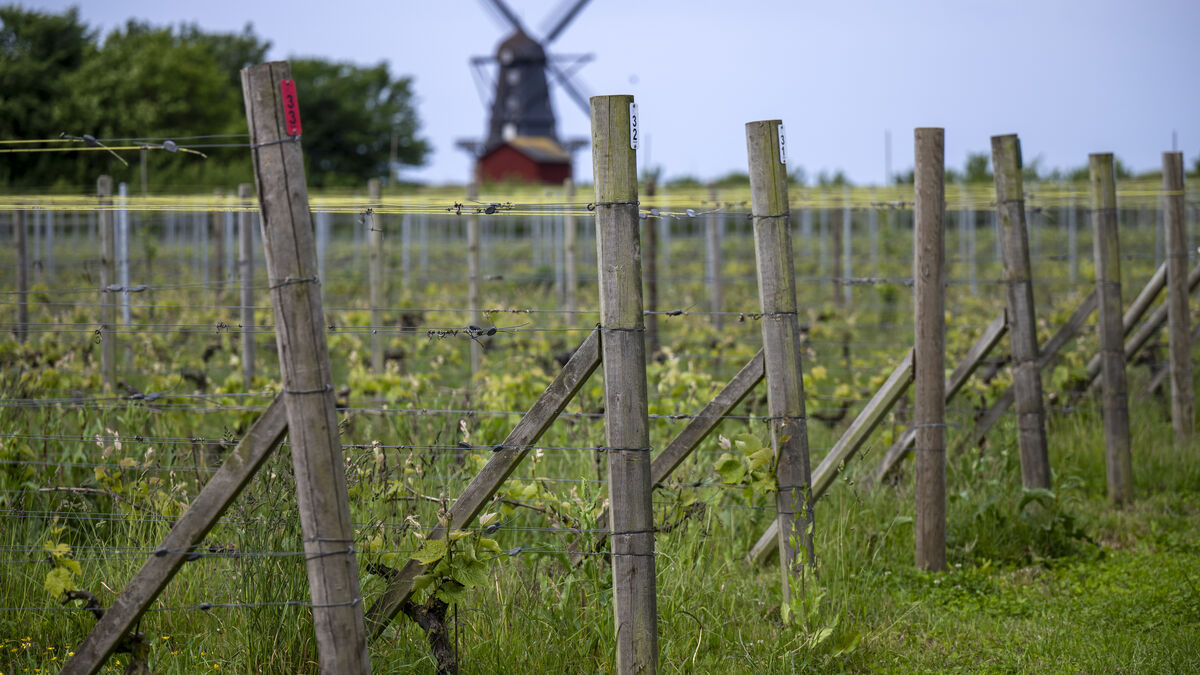 How Sweden Could Attract Wine Tourists as Its Wine Industry Grows