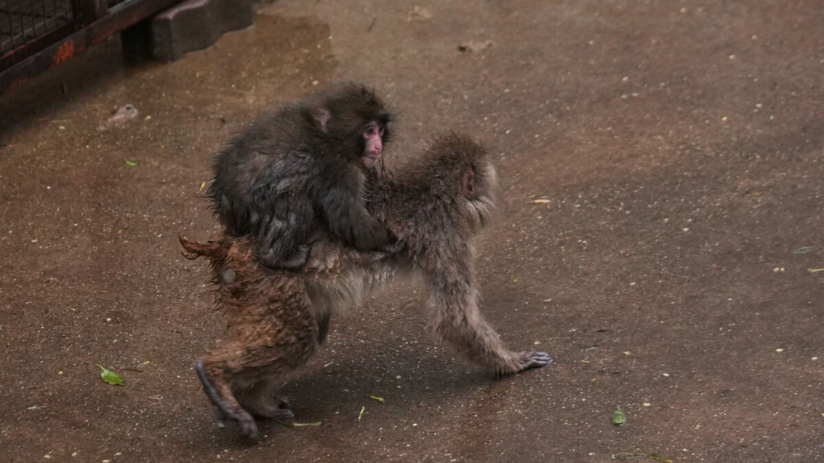 Abandoned monkey went viral, now