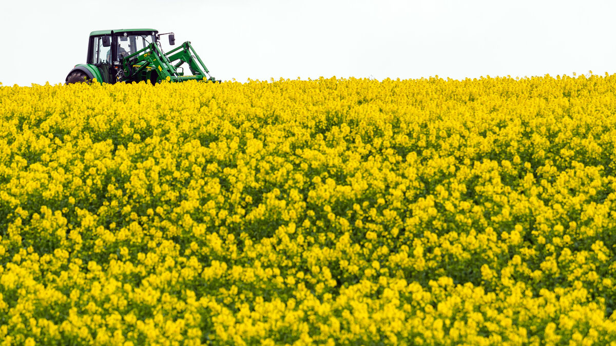 Rapeseed prices hit highest level in more than three years amid Black Sea attacks