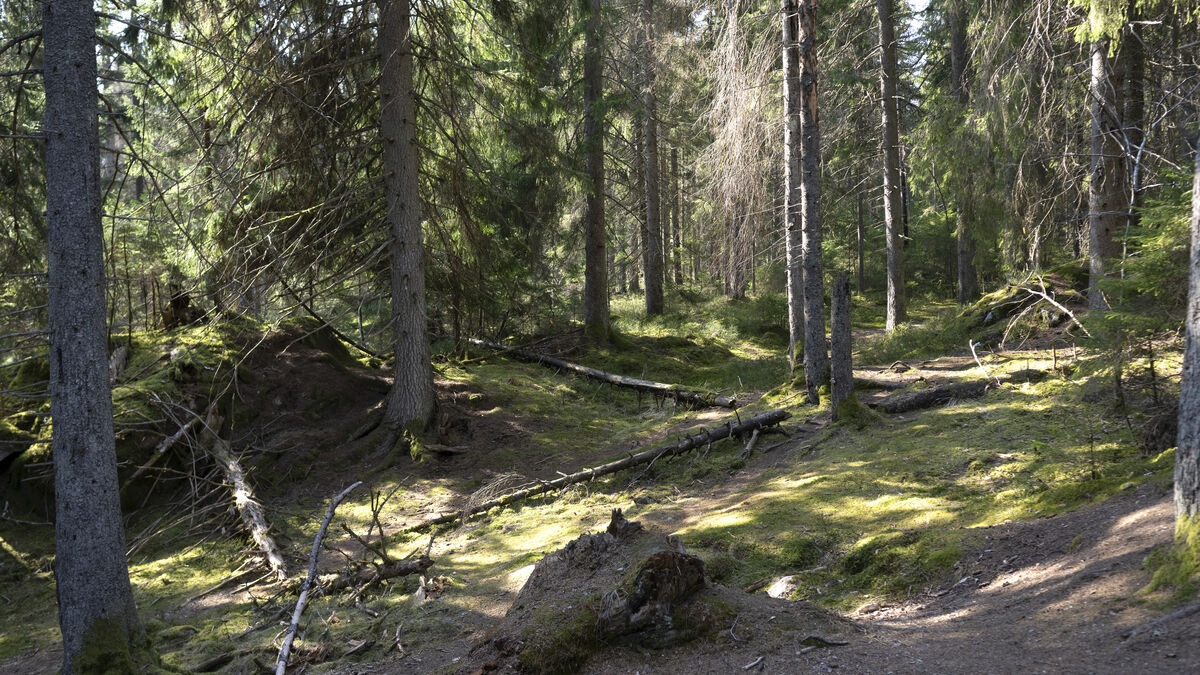 Swedish old-growth forests store much more carbon than managed forests