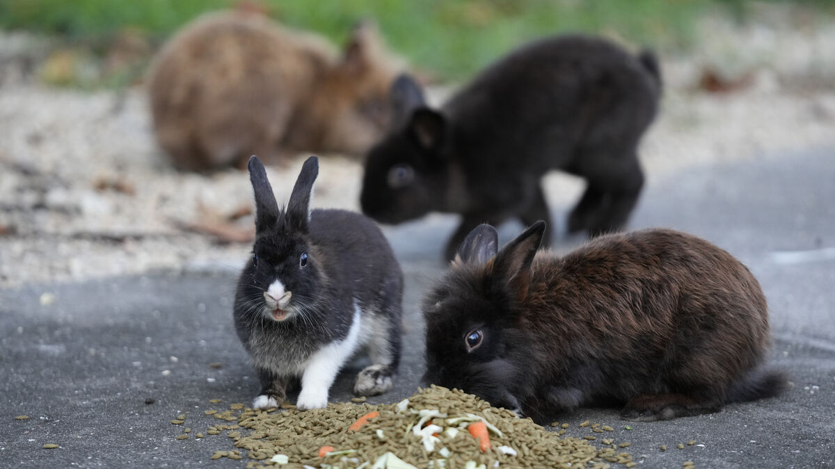 Tourist feeding is affecting wildlife on Japan’s Rabbit Island, researchers say