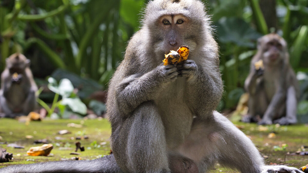 Macaques Exposed to Deadly Virus