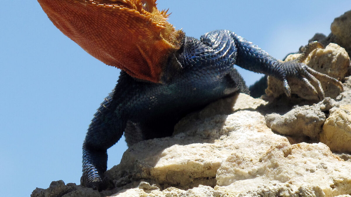 Two arrested in Spain for exotic animal trafficking after 256 animals seized in Seville