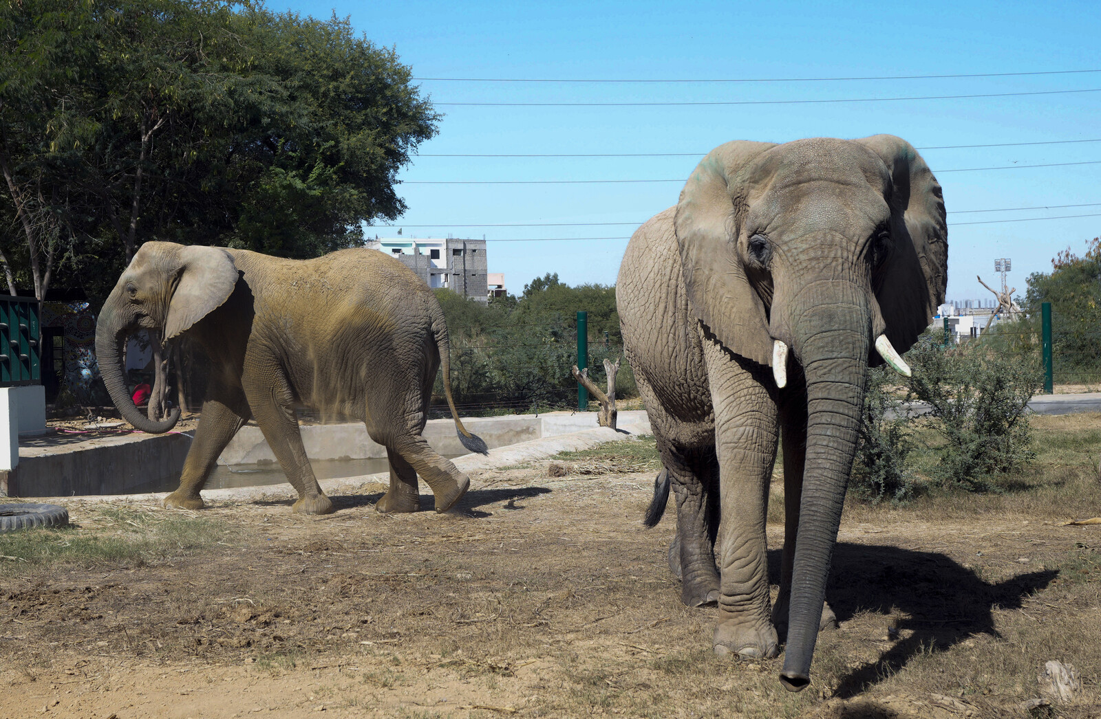 Elephants at Karachi Safari Park