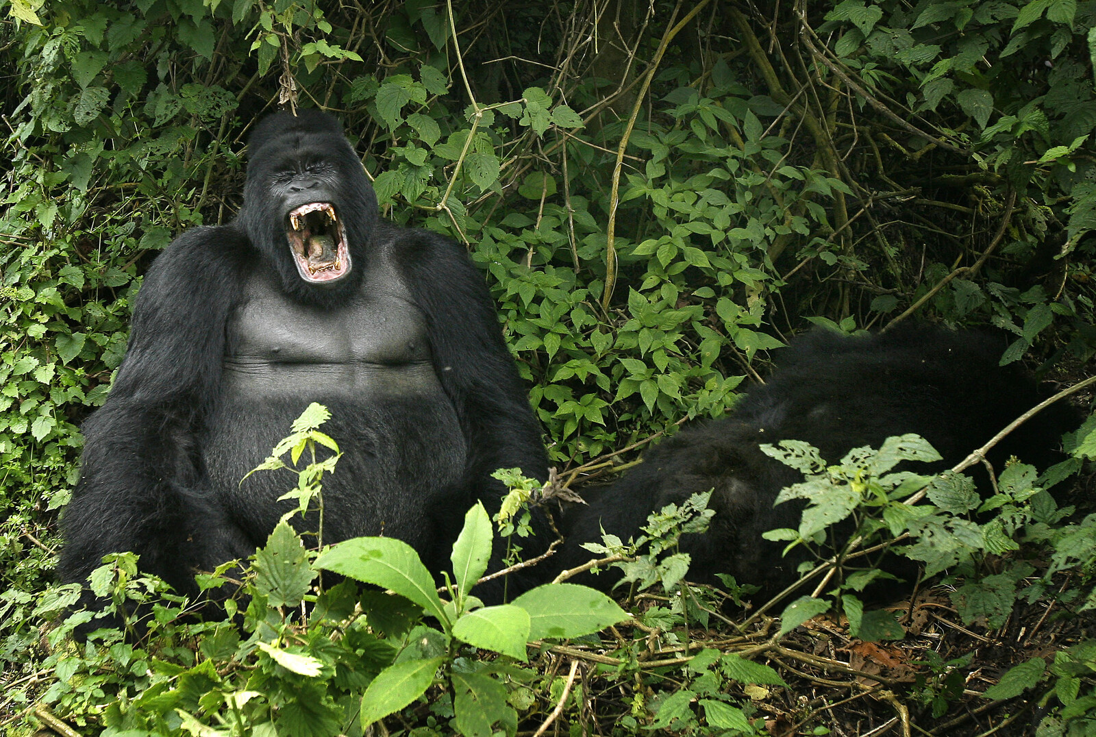 US Aid Cuts Threaten Wildlife Conservation in Africa and Asia