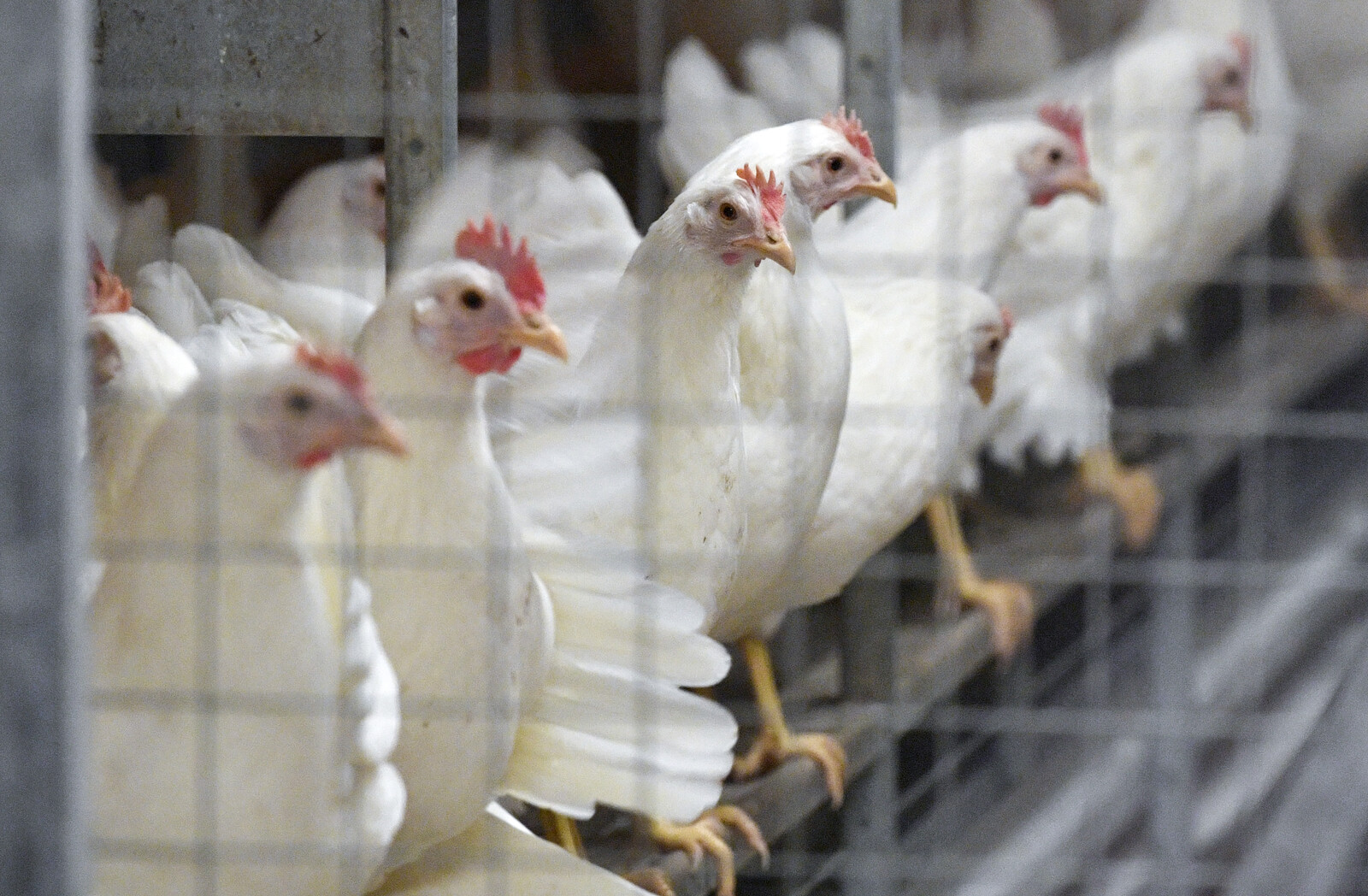 Bird Flu Outbreak Hits Danish