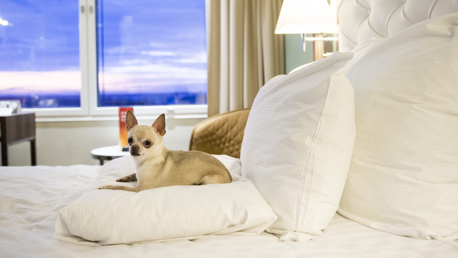 Where the dog can celebrate firework-free
