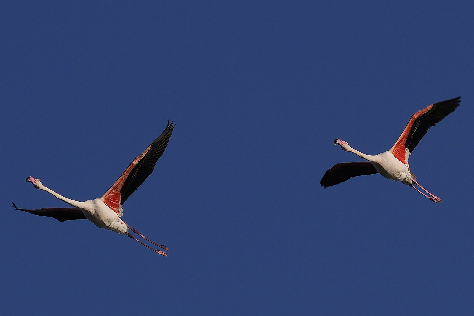Migratory Flamingos Age Slower Than