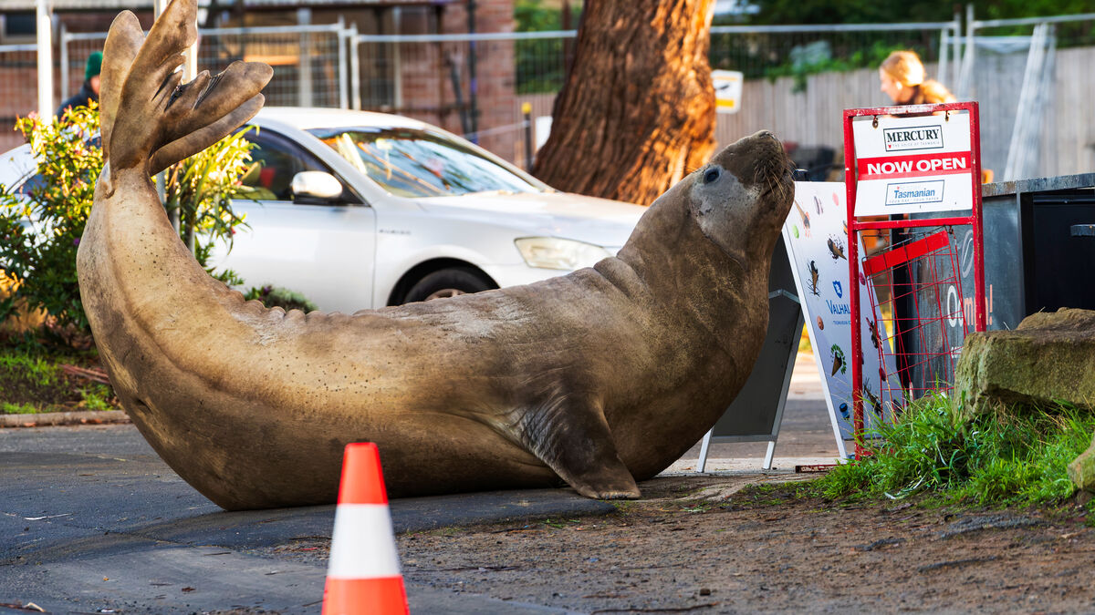 Tasmanian elephant seal Neil captivates