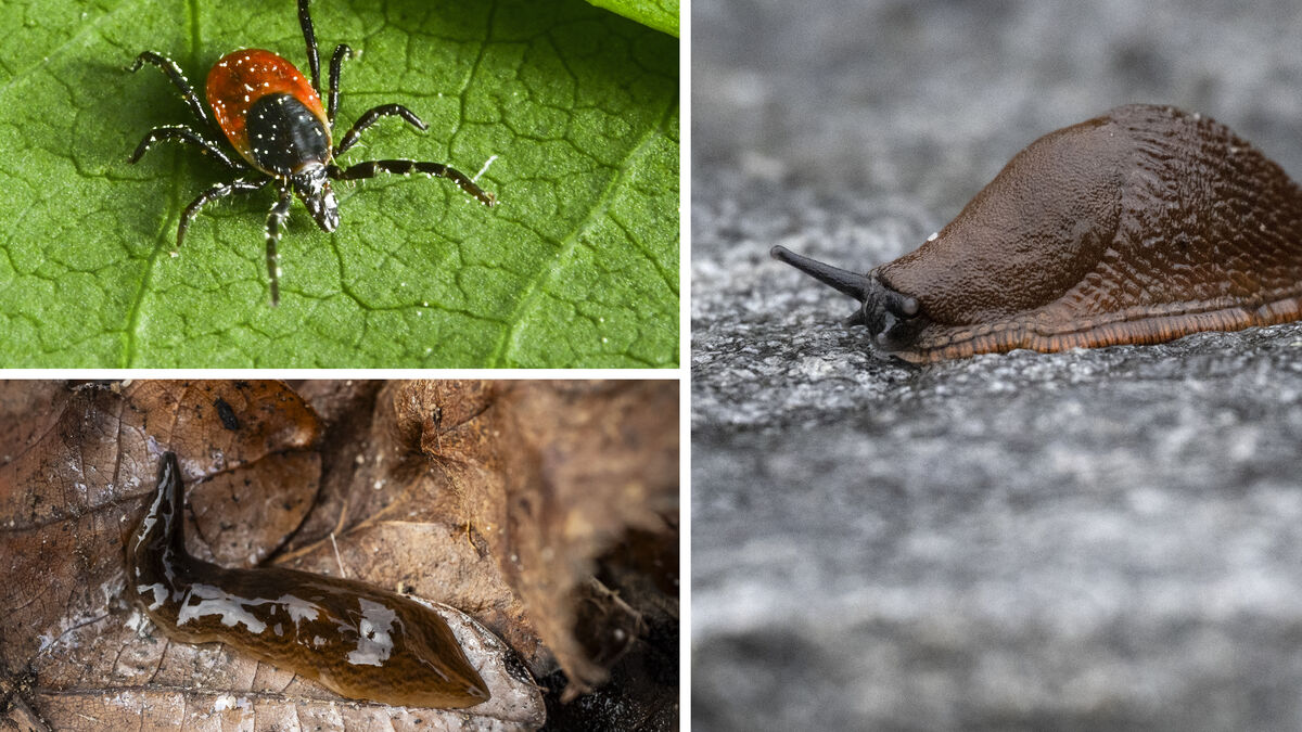 Cold and snow do not stop nature's worst enemies