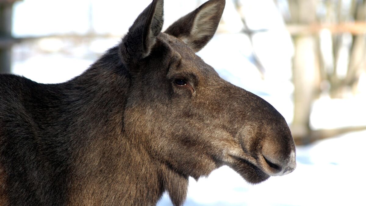 SVT ends moose migration broadcast early due to too few animals