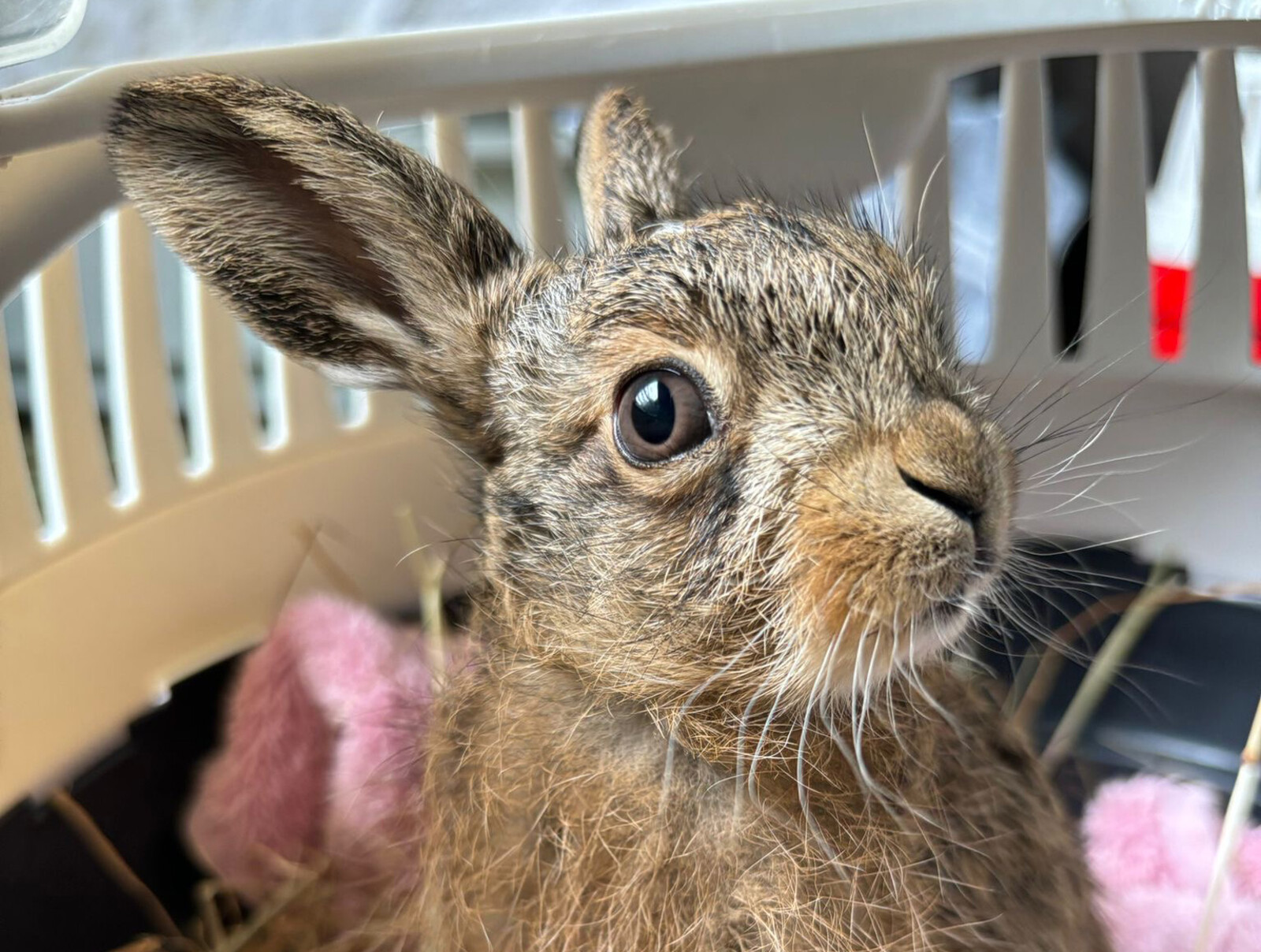 Farmer Saves Baby Hare with