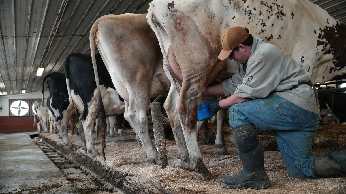 The Milk Fight in the