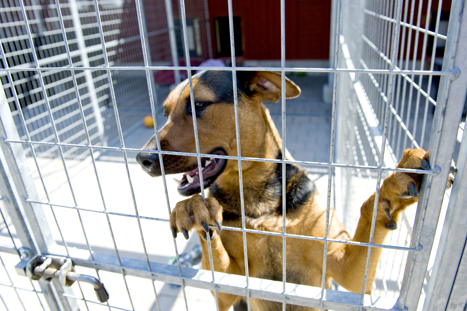 The Dog Shelter: More Dogs Have Unclear Background