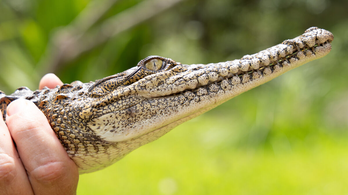 Police warning: Crocodiles everywhere after